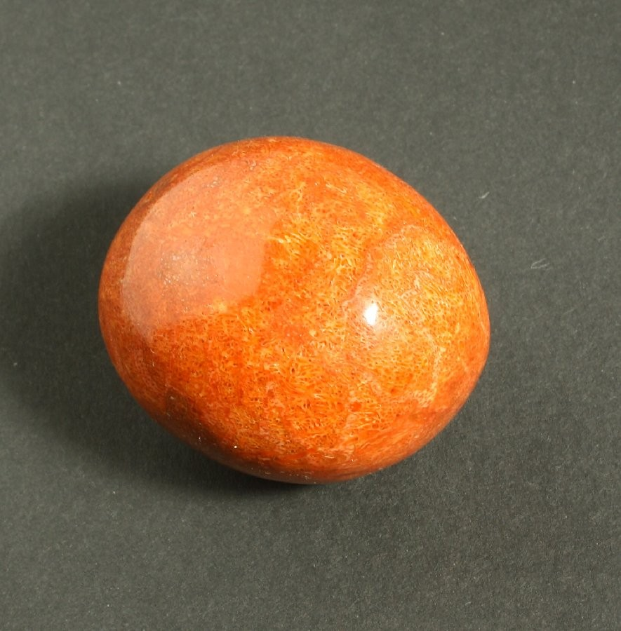 mechovy koral
